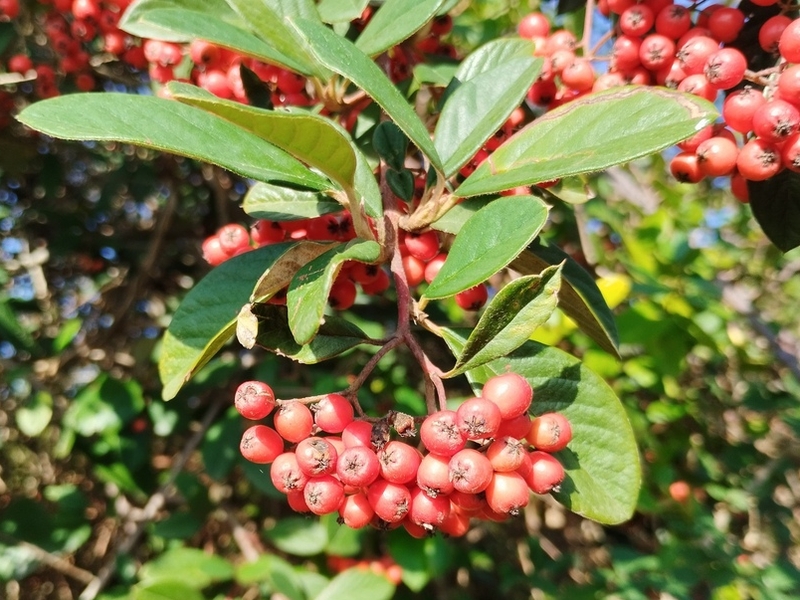 destacada Cotoneaster coriaceus