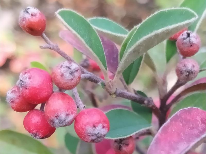 destacada Cotoneaster pannosus