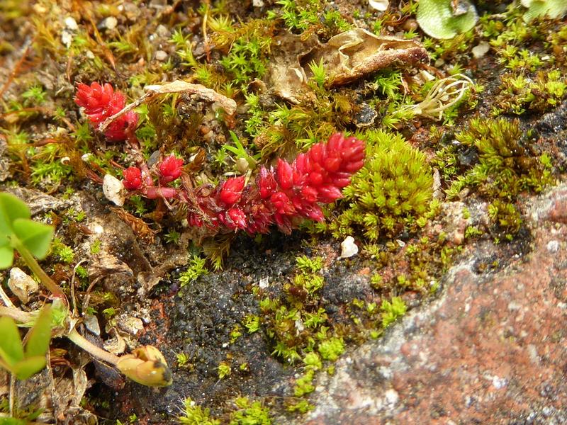 destacada Crassula tillaea