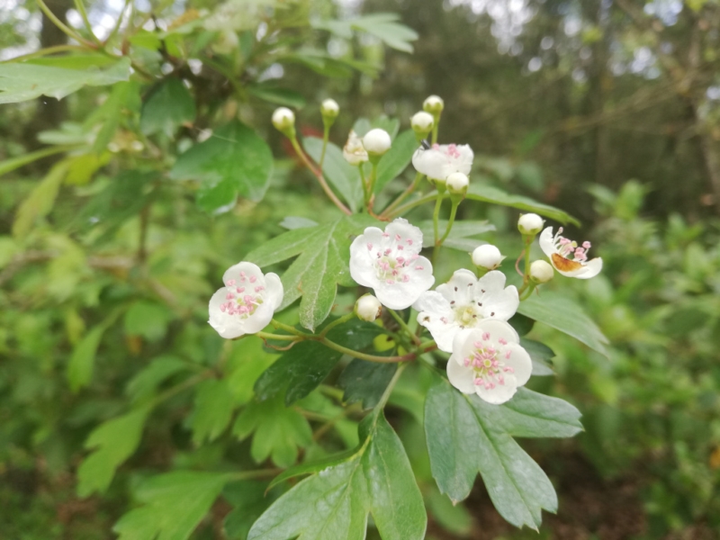 destacada Crataegus monogyna