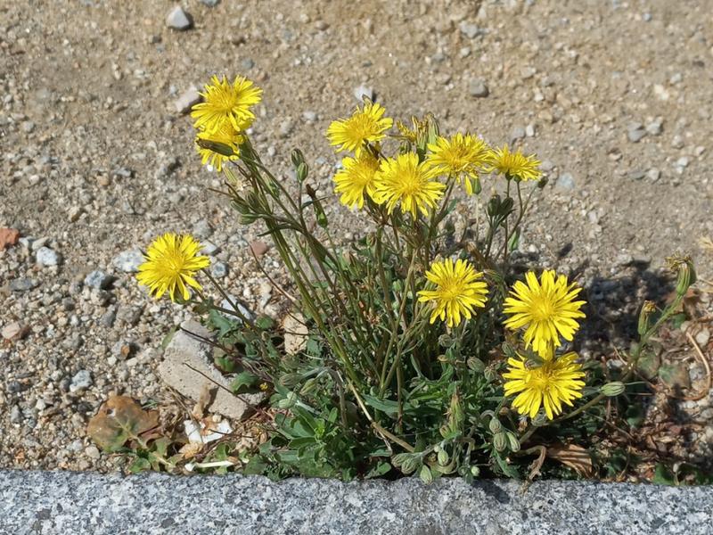 destacada Crepis bursifolia