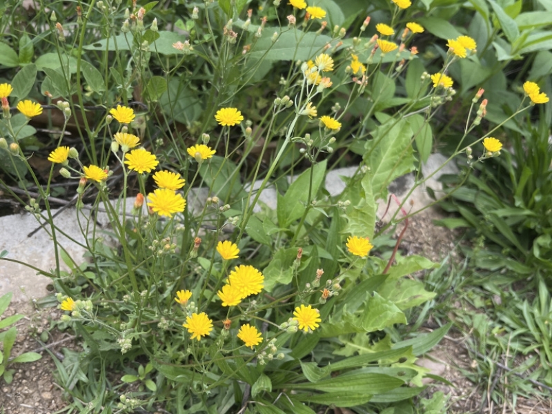 destacada Crepis capillaris