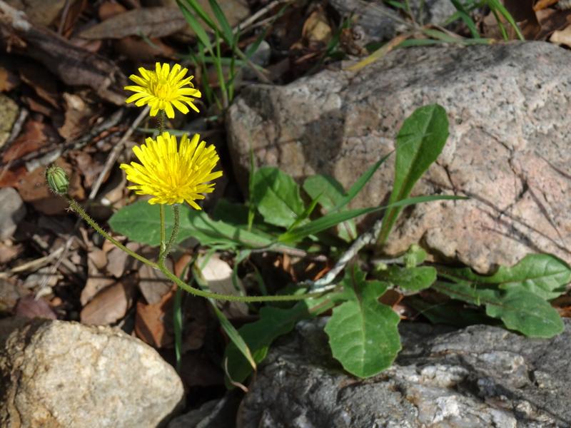 destacada Crepis sancta
