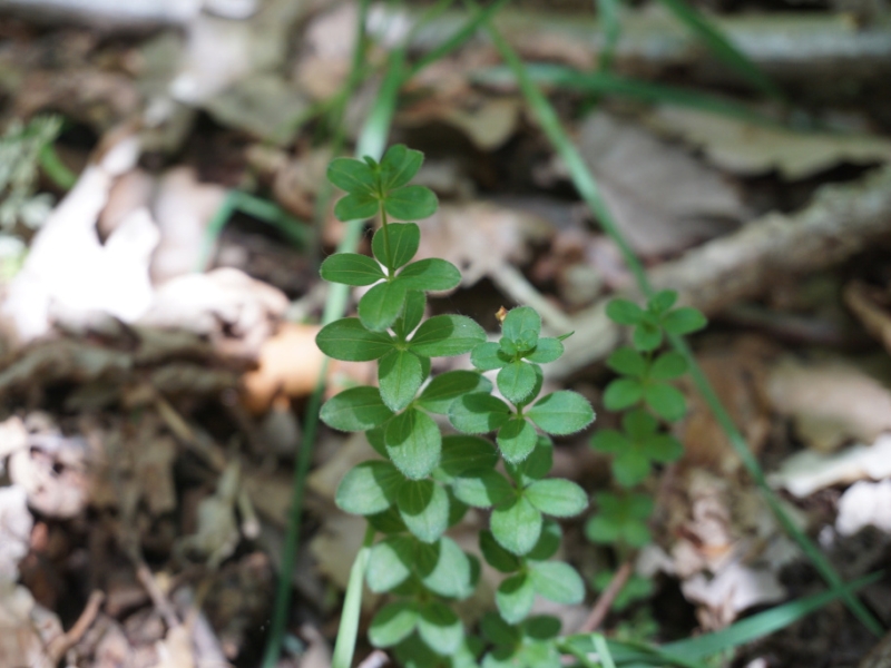 destacada Cruciata glabra