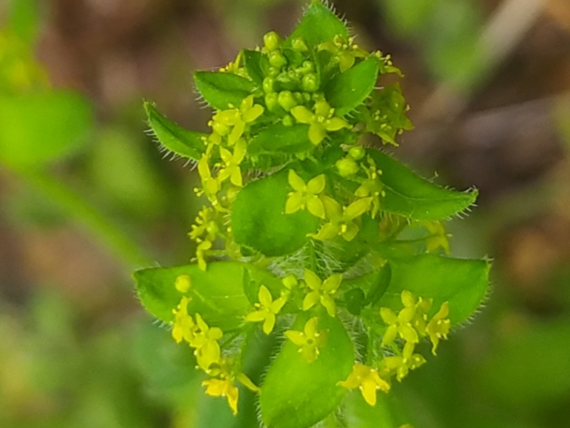 destacada Cruciata laevipes