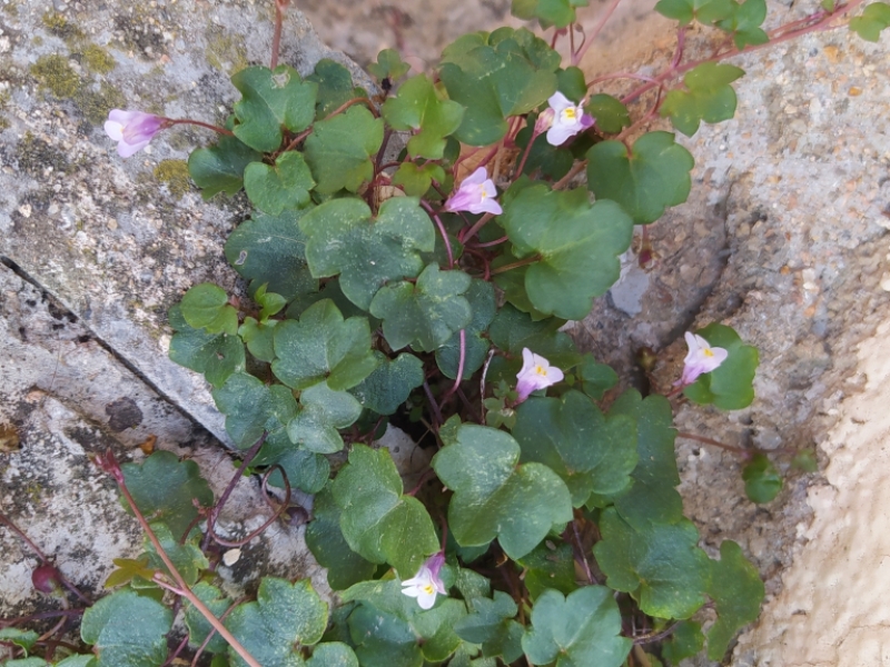 destacada Cymbalaria muralis muralis