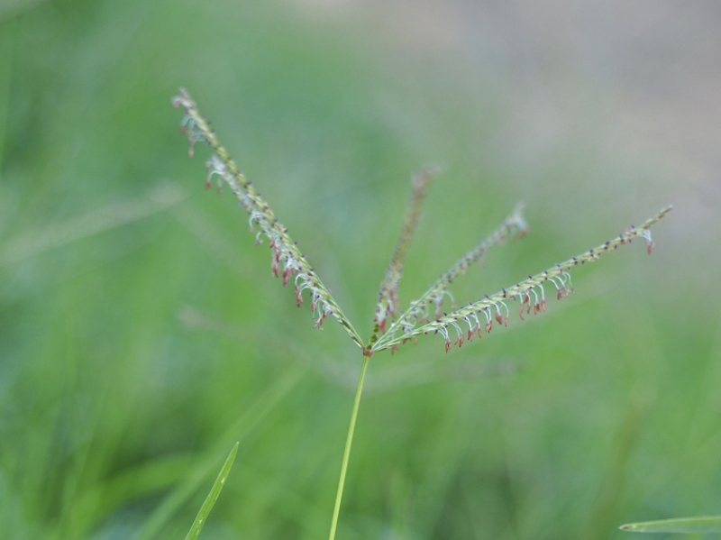 destacada Cynodon dactylon