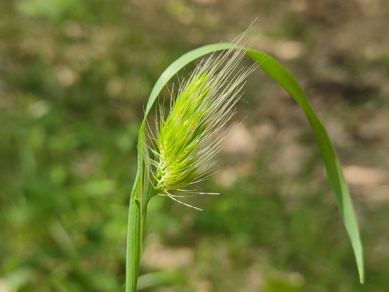 destacada Cynosurus echinatus