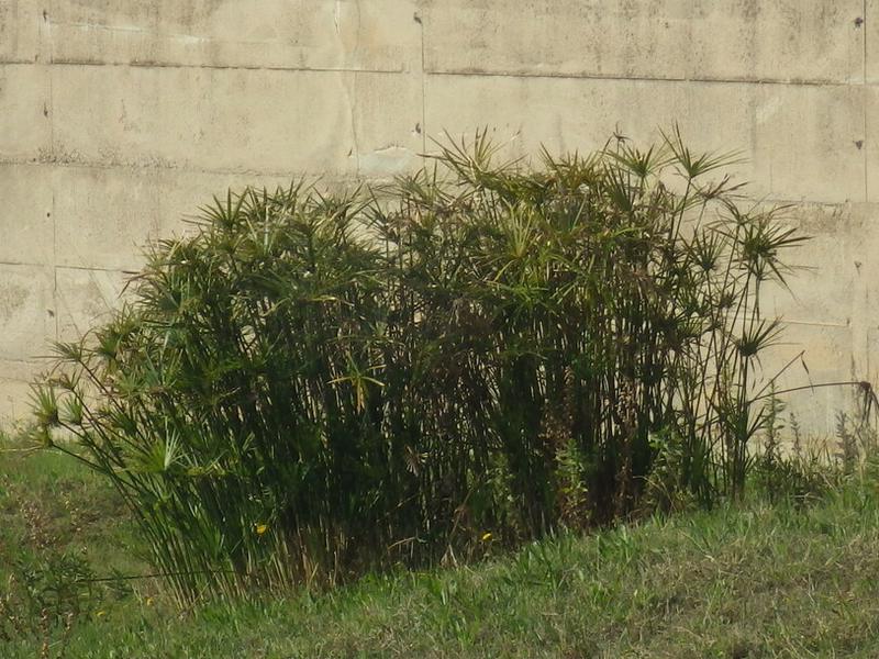 destacada Cyperus alternifolius flabelliformis