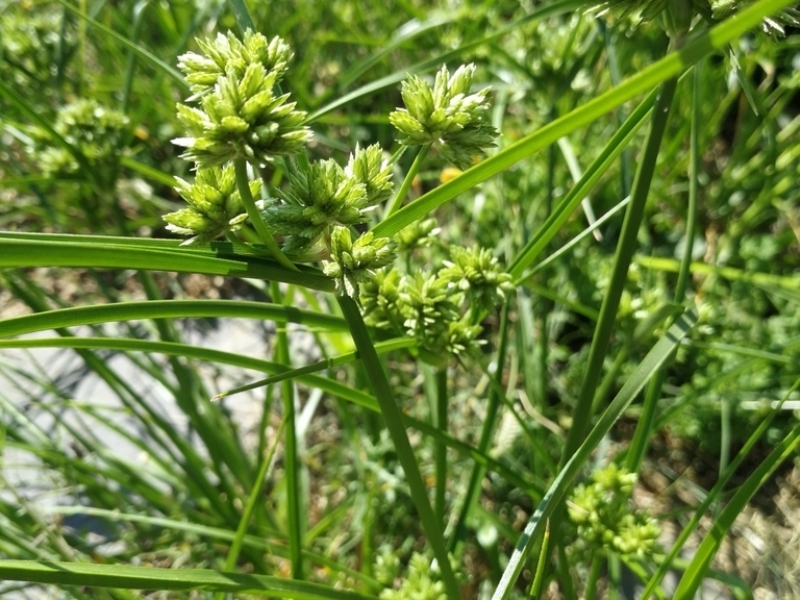 destacada Cyperus eragrostis
