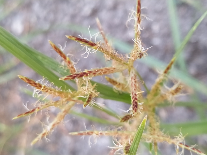 destacada Cyperus esculentus