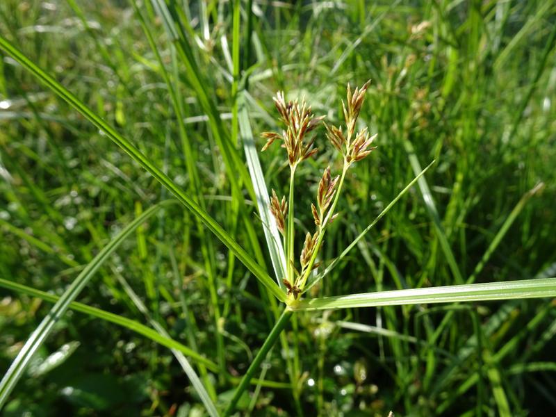 destacada Cyperus longus