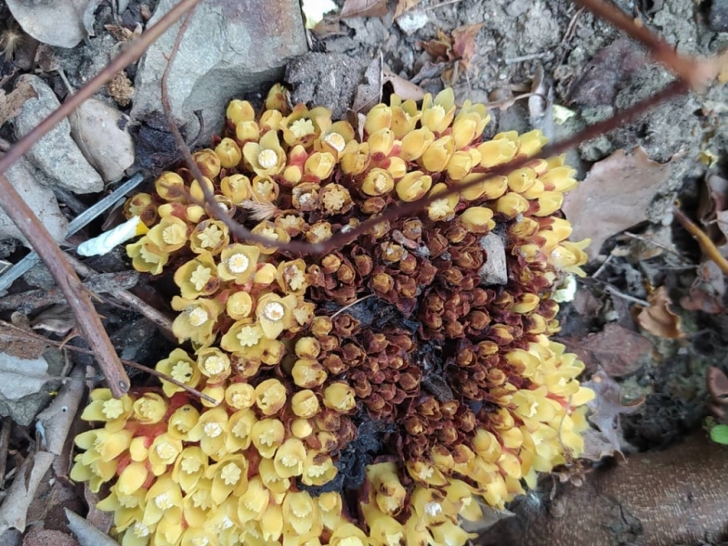 destacada Cytinus hypocistis