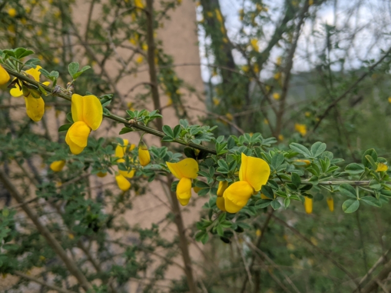 destacada Cytisus arboreus catalaunicus