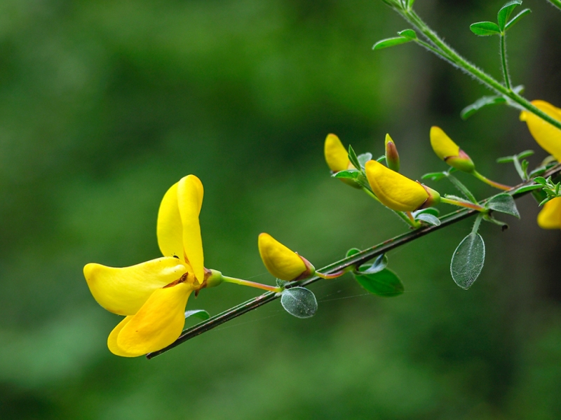 destacada Cytisus scoparius scoparius