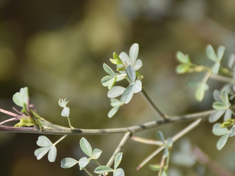 destacada Cytisus spinosus