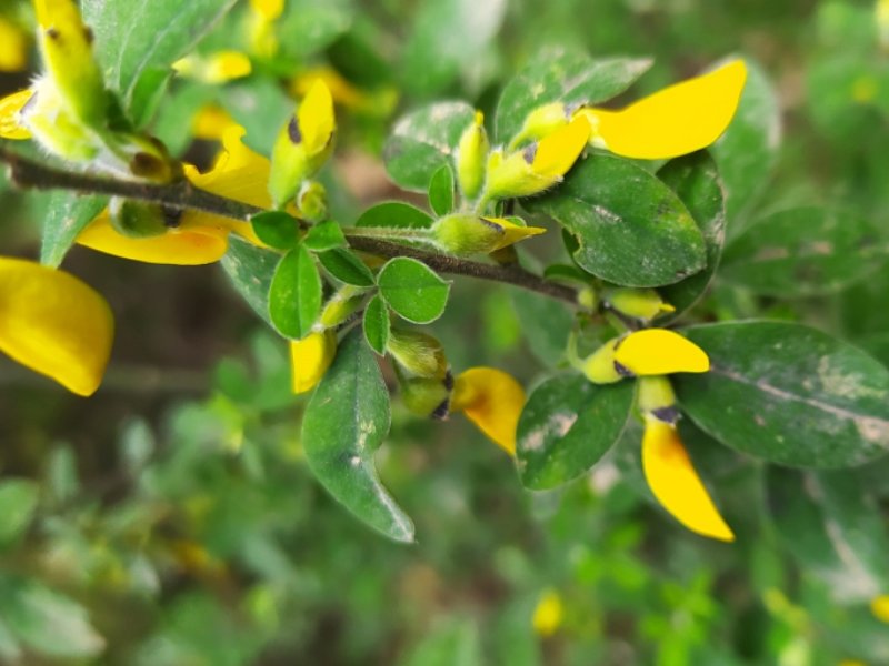 destacada Cytisus villosus