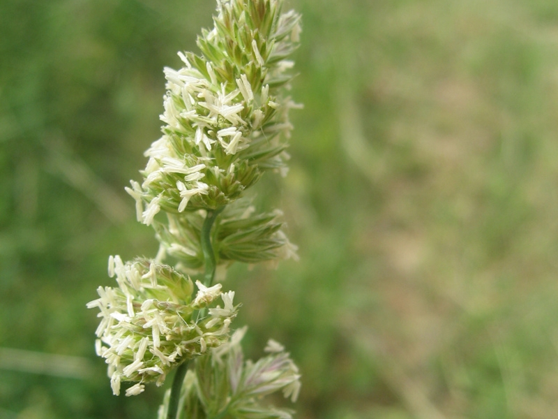 destacada Dactylis glomerata