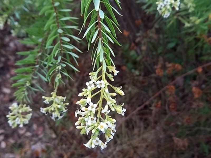 destacada Daphne gnidium