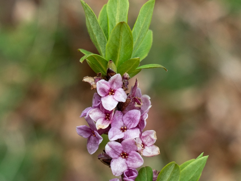 destacada Daphne mezereum mezereum