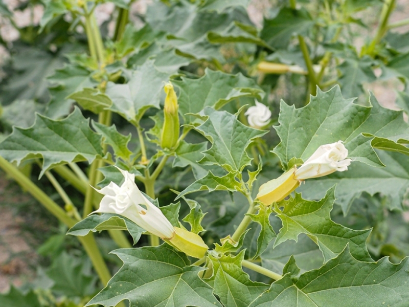 destacada Datura stramonium