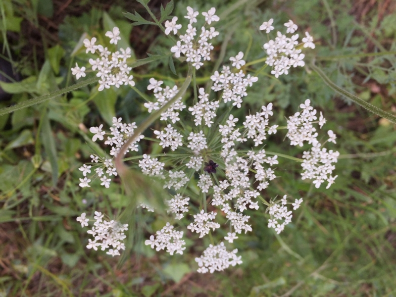 destacada Daucus carota carota