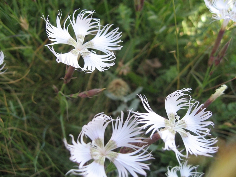 destacada Dianthus hyssopifolius hyssopifolius