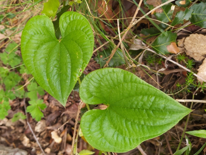 destacada Dioscorea communis