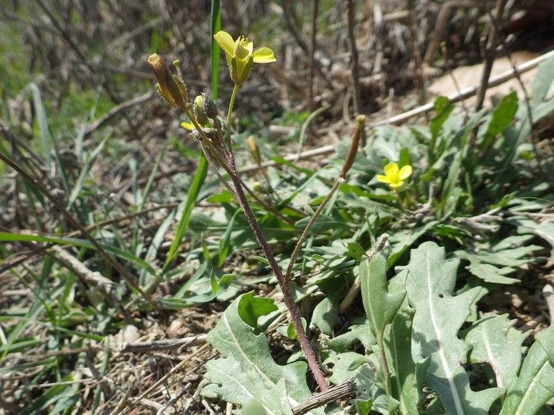 destacada Diplotaxis muralis muralis