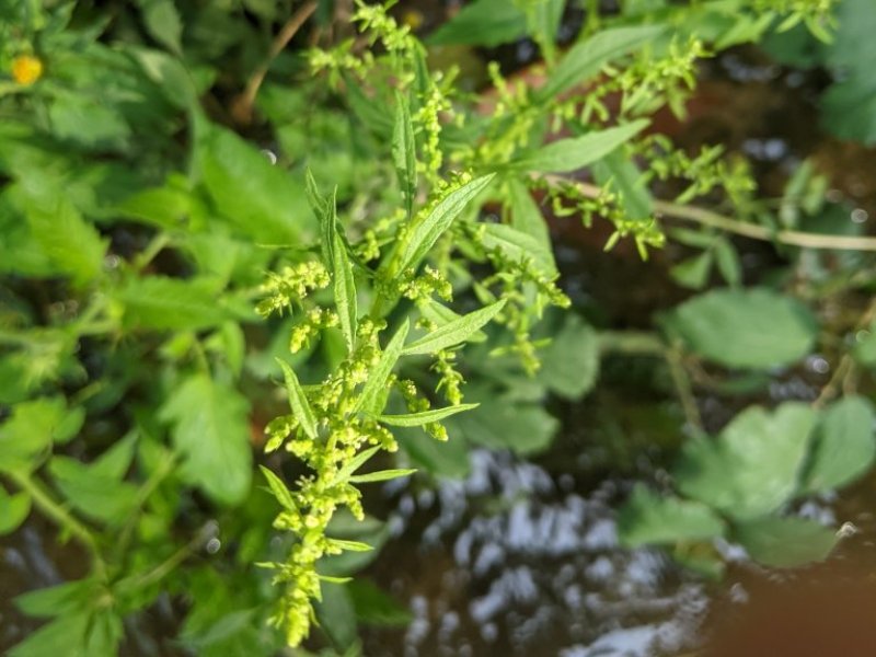 destacada Dysphania ambrosioides