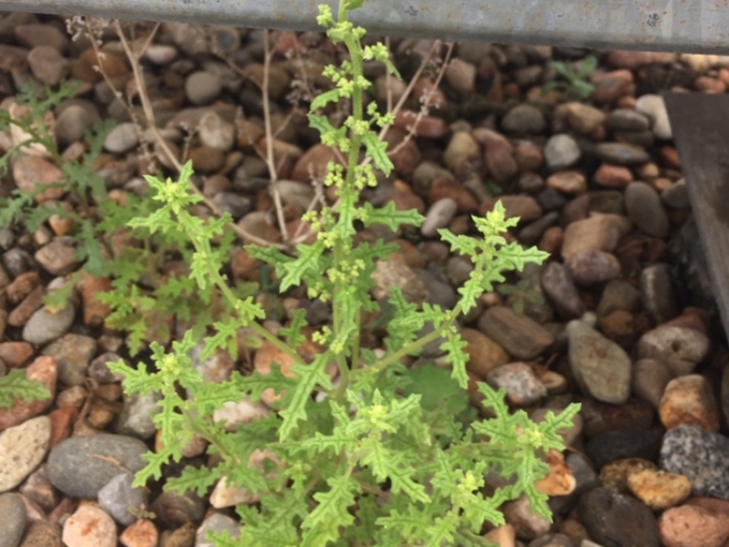 destacada Dysphania botrys