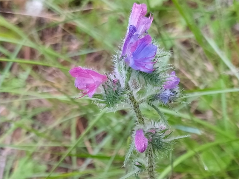 destacada Echium vulgare pustulatum
