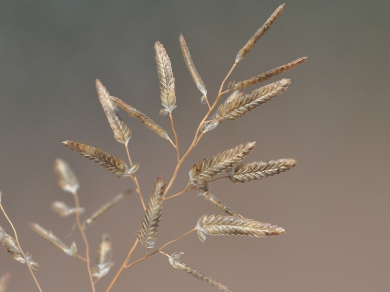 destacada Eragrostis cilianensis