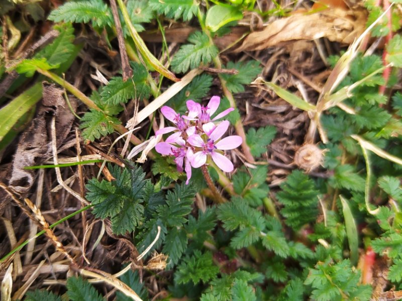 destacada Erodium cicutarium