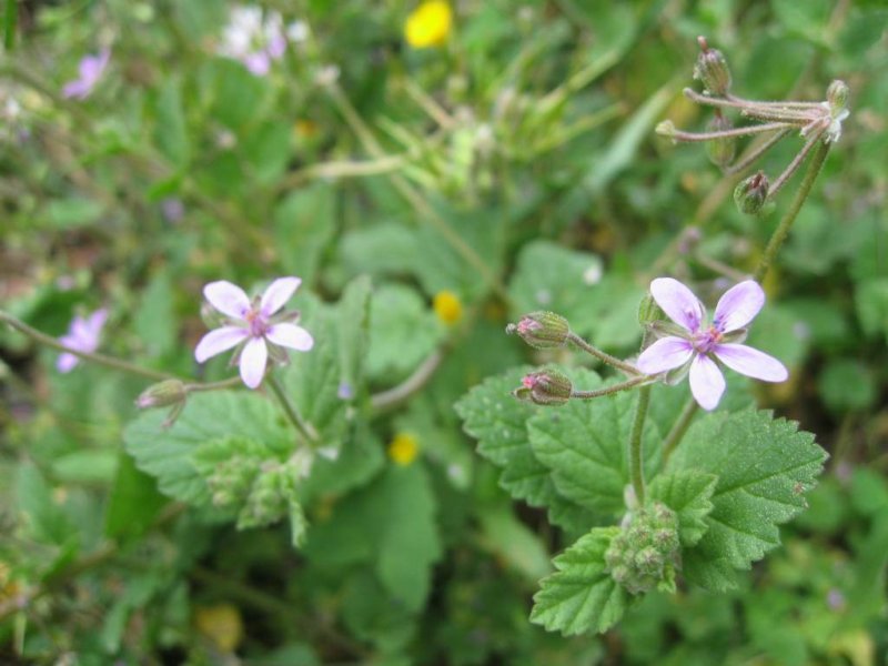 destacada Erodium malacoides