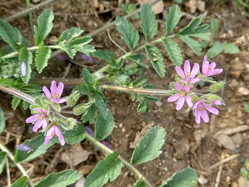 destacada Erodium moschatum