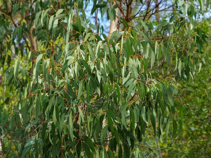 destacada Eucalyptus globulus