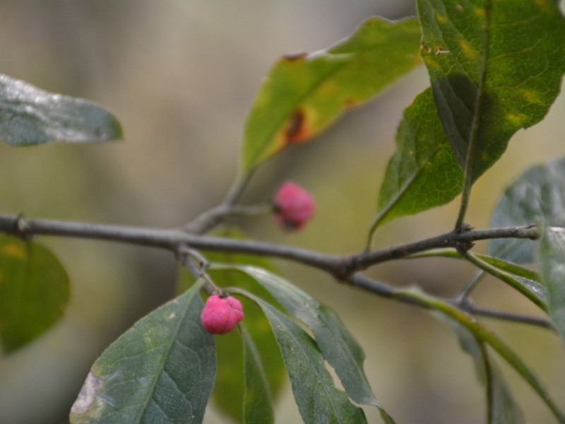 destacada Euonymus europaeus