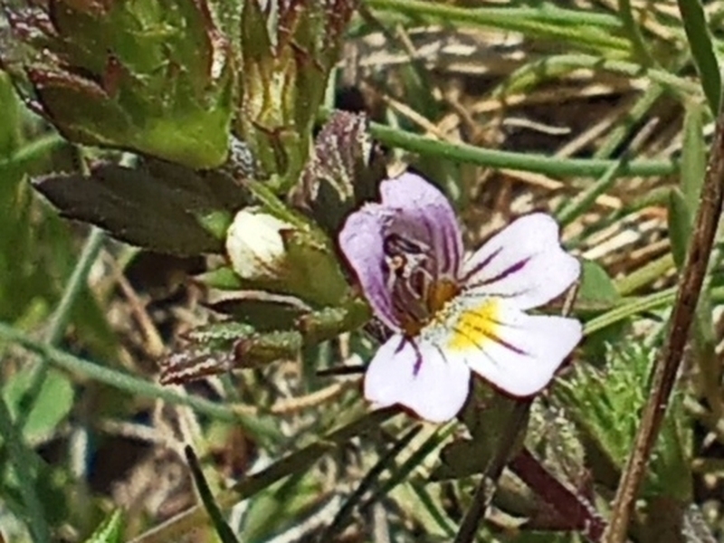 destacada Euphrasia pectinata
