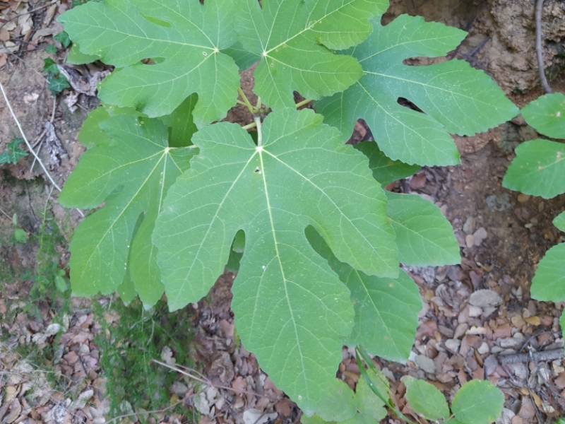 destacada Ficus carica