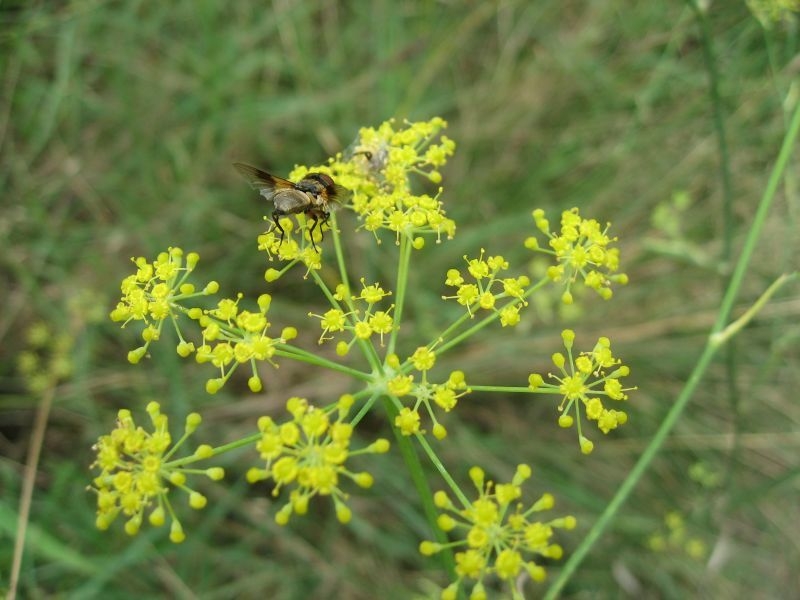 destacada Foeniculum vulgare