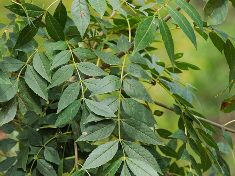 destacada Fraxinus angustifolia