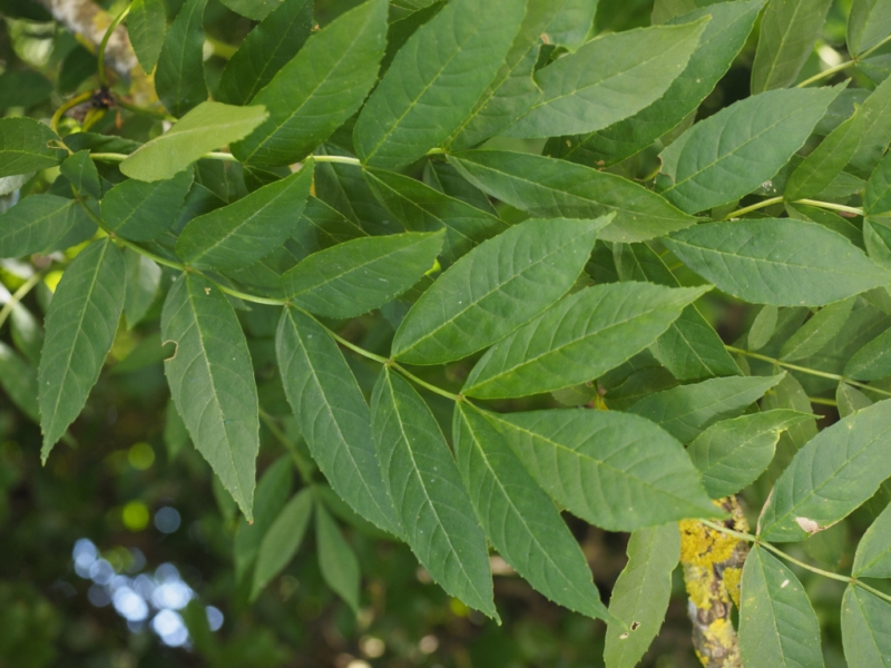 destacada Fraxinus excelsior excelsior