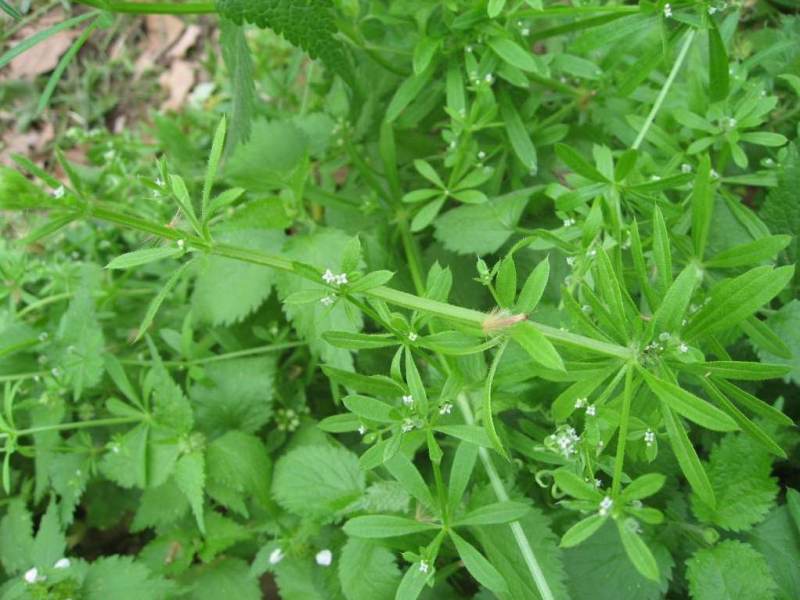 destacada Galium aparine