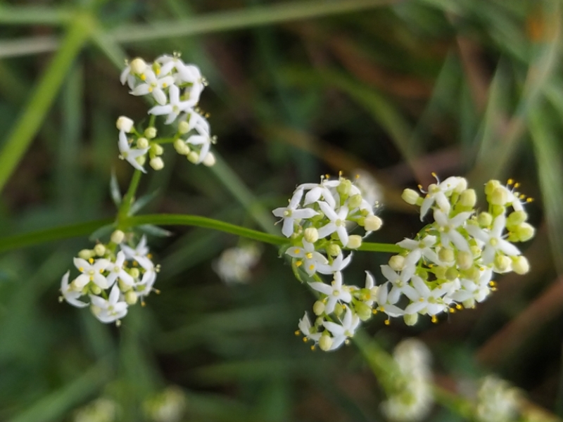 destacada Galium lucidum lucidum