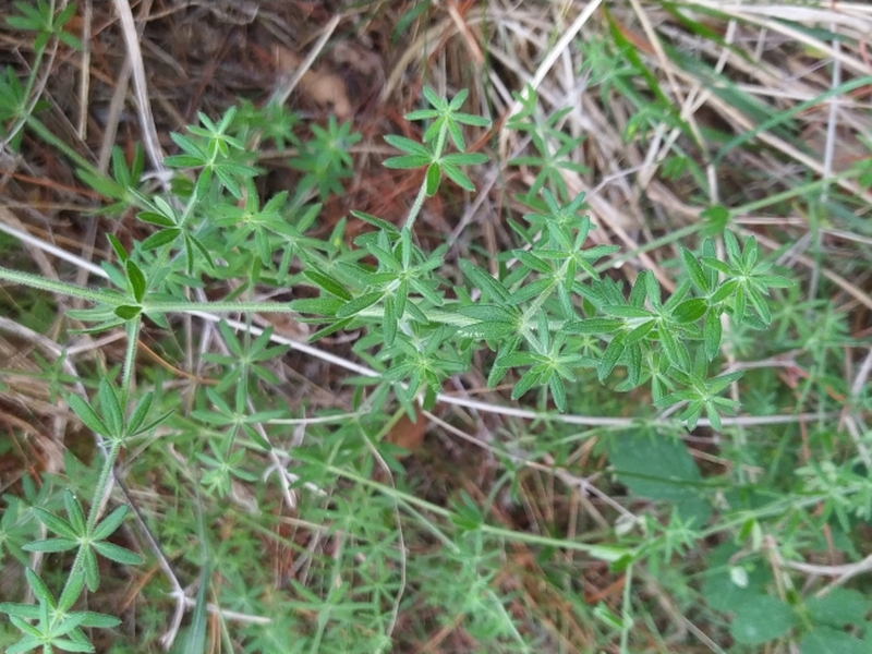 destacada Galium maritimum