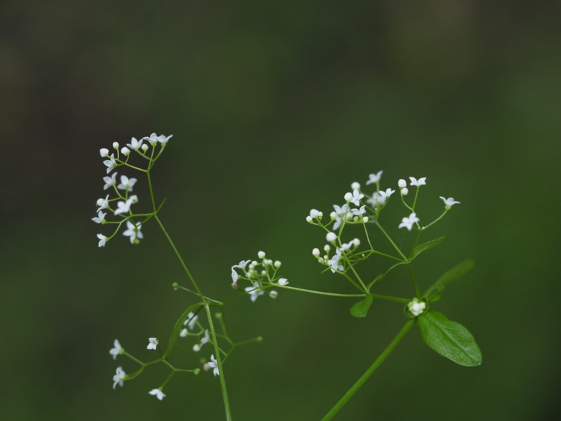 destacada Galium palustre