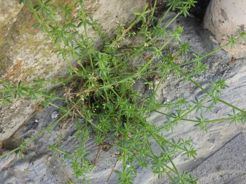 destacada Galium parisiense