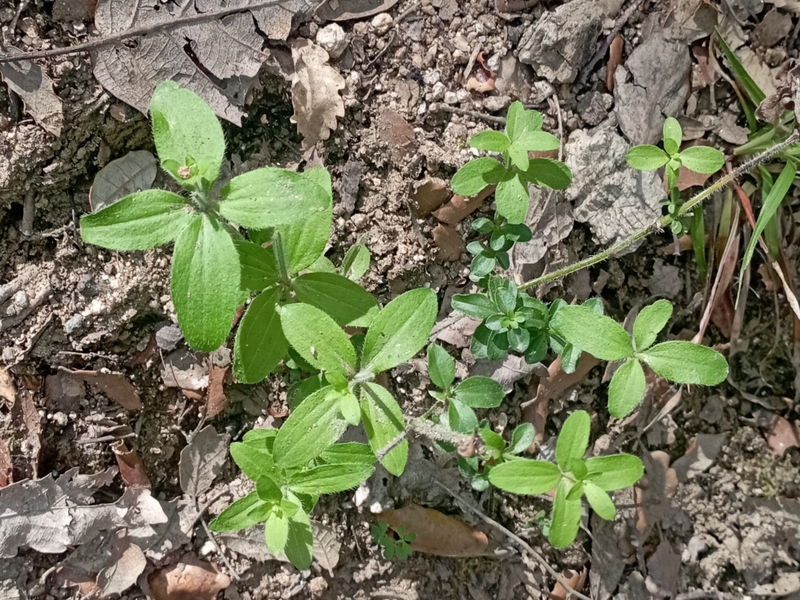 destacada Galium scabrum