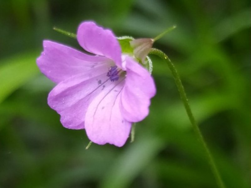 destacada Geranium columbinum